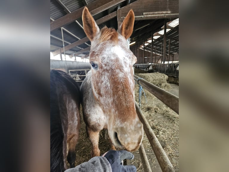 Knabstrup Jument 11 Ans Léopard in Klettgau