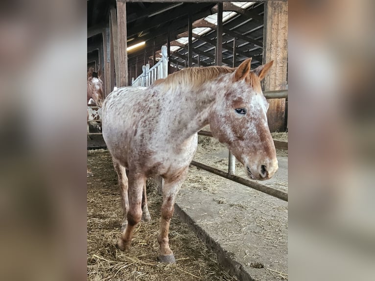 Knabstrup Jument 11 Ans Léopard in Klettgau