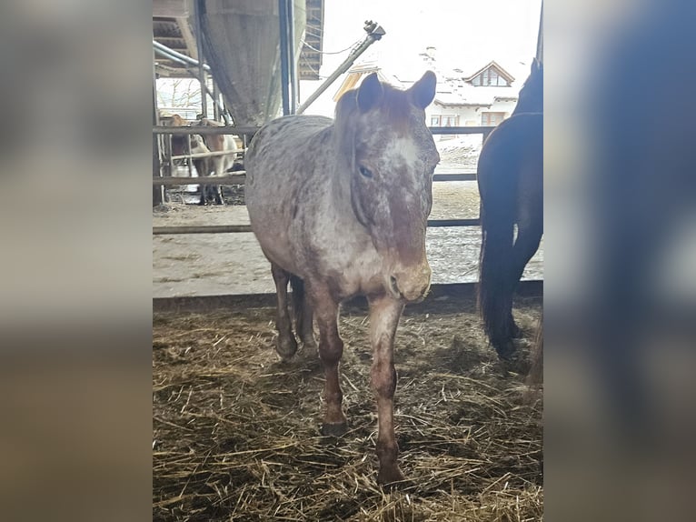 Knabstrup Jument 11 Ans Léopard in Klettgau