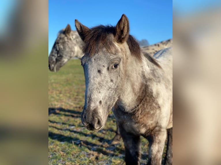 Knabstrup Jument 12 Ans 152 cm Léopard in Mohrkirch