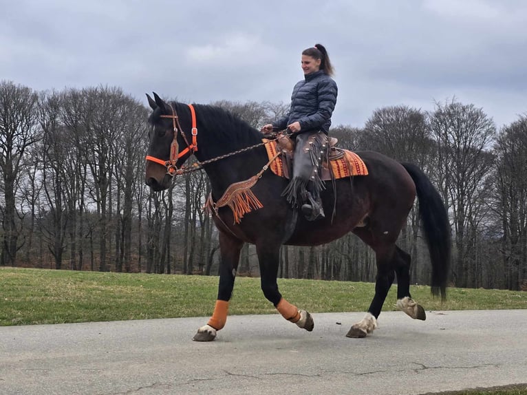 Knabstrup Jument 12 Ans 164 cm Bai in Linkenbach