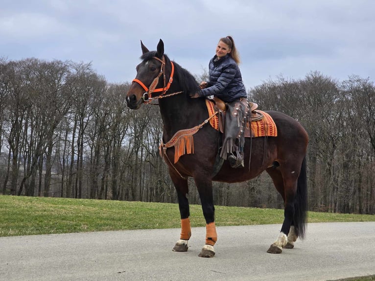 Knabstrup Jument 12 Ans 164 cm Bai in Linkenbach