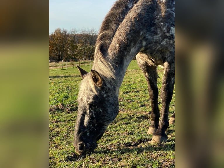 Knabstrup Jument 13 Ans 152 cm Léopard in Mohrkirch