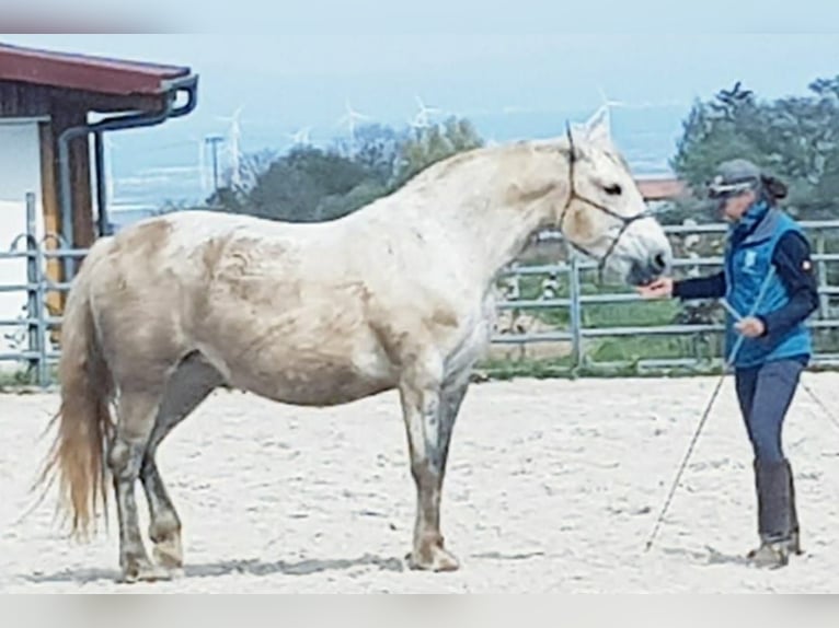 Knabstrup Croisé Jument 13 Ans 157 cm Gris in Battenberg