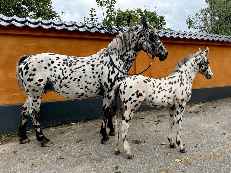 Knabstrup Jument 15 Ans 159 cm Léopard in Fredensborg