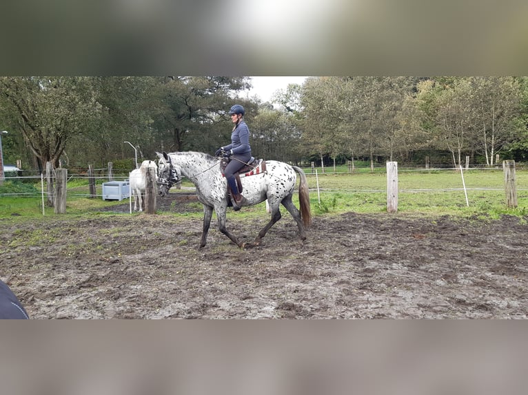 Knabstrup Jument 15 Ans 160 cm Léopard in Hollenstedt