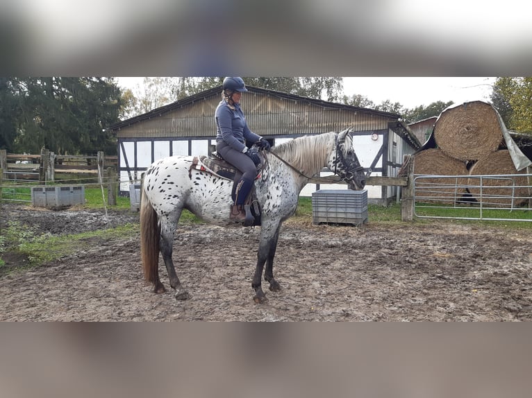 Knabstrup Jument 15 Ans 160 cm Léopard in Hollenstedt