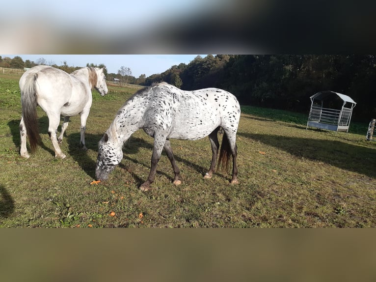 Knabstrup Jument 15 Ans 160 cm Léopard in Hollenstedt