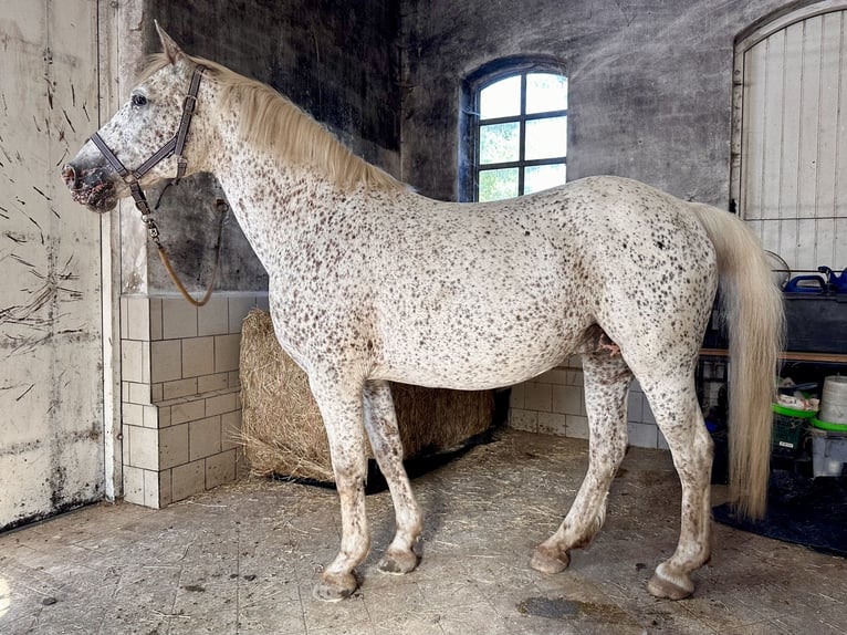 Knabstrup Jument 18 Ans 146 cm Léopard in Fredensborg