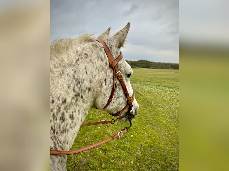 Knabstrup Jument 18 Ans 146 cm Léopard in Fredensborg