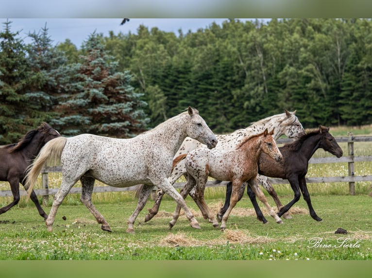 Knabstrup Jument 18 Ans 147 cm Léopard in Fredensborg