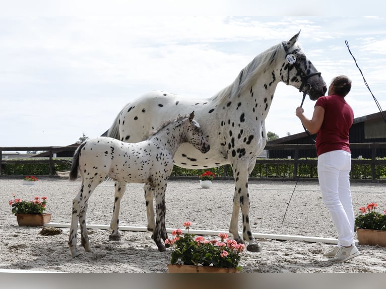 Knabstrup Jument 1 Année 160 cm Léopard in Stahnsdorf