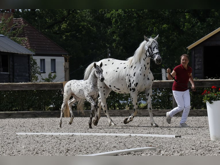 Knabstrup Jument 1 Année 160 cm Léopard in Stahnsdorf