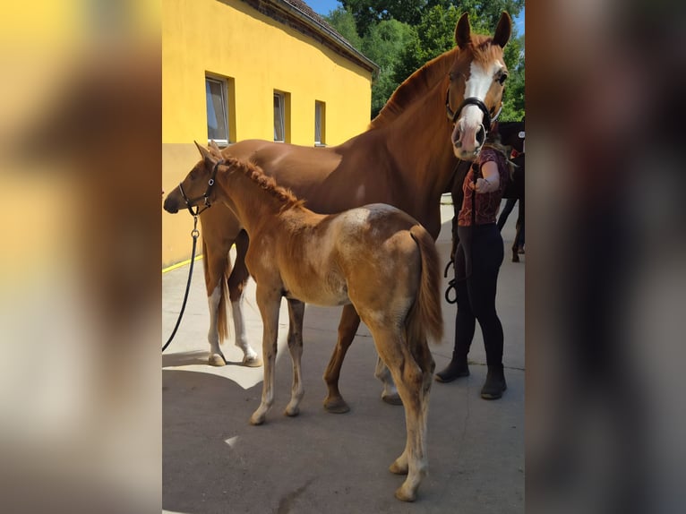 Knabstrup Jument 1 Année 163 cm Léopard in Spreenhagen