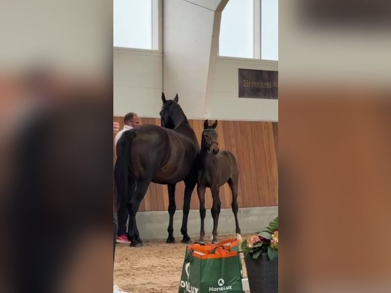 Knabstrup Jument 1 Année 165 cm Léopard in bogense