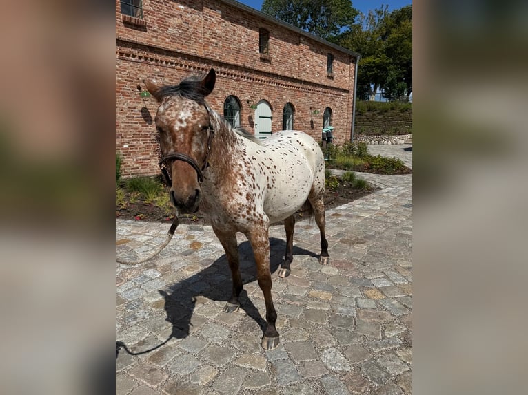 Knabstrup Jument 2 Ans 154 cm Léopard in Mohrkirch