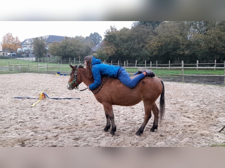 Knabstrup Croisé Jument 3 Ans 140 cm Bai in Verden (Aller)verden