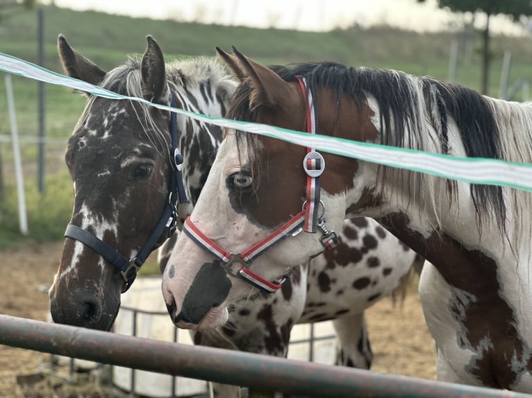 Knabstrup Croisé Jument 3 Ans 150 cm Léopard in Lobith