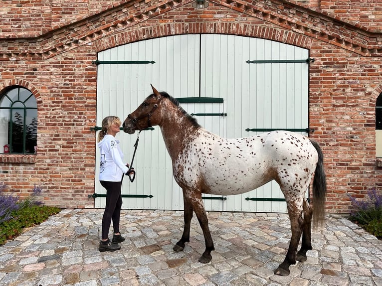 Knabstrup Jument 3 Ans 152 cm Léopard in Mohrkirch