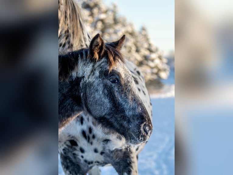 Knabstrup Jument 3 Ans 154 cm Léopard in Fredensborg