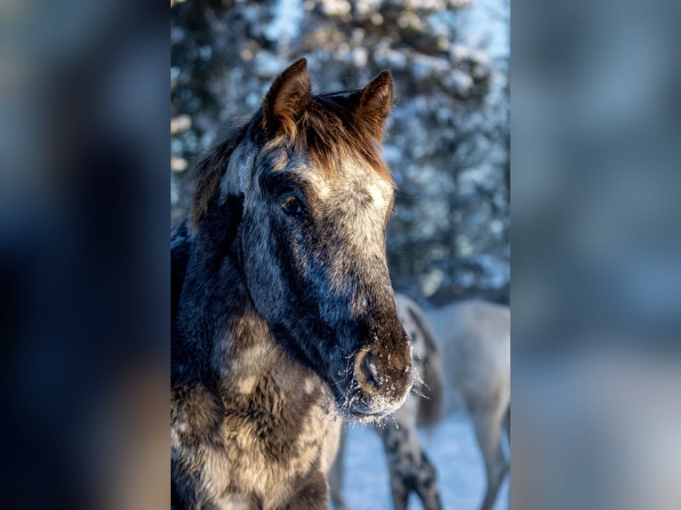 Knabstrup Jument 3 Ans 154 cm Léopard in Fredensborg