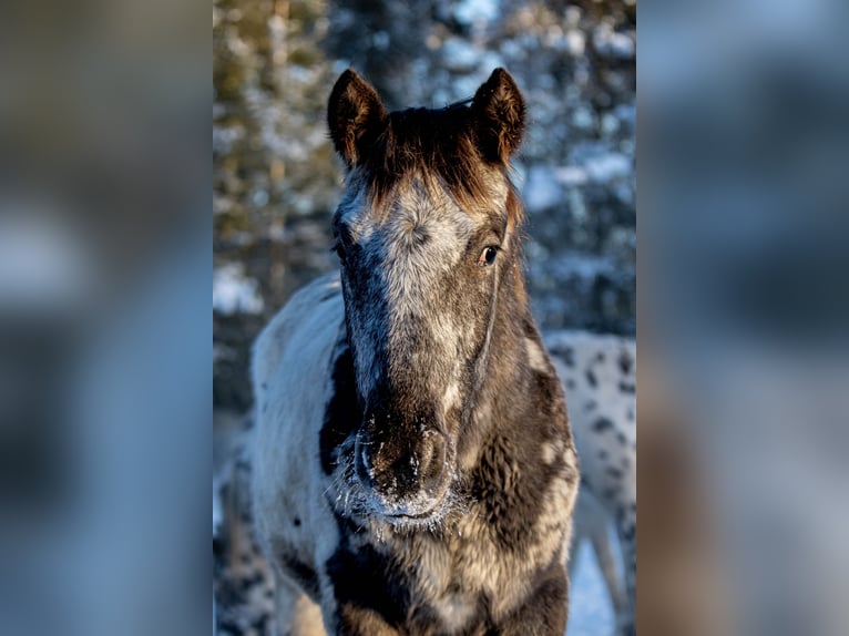 Knabstrup Jument 3 Ans 154 cm Léopard in Fredensborg