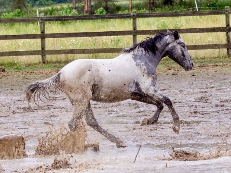 Knabstrup Jument 3 Ans 154 cm Léopard in Fredensborg