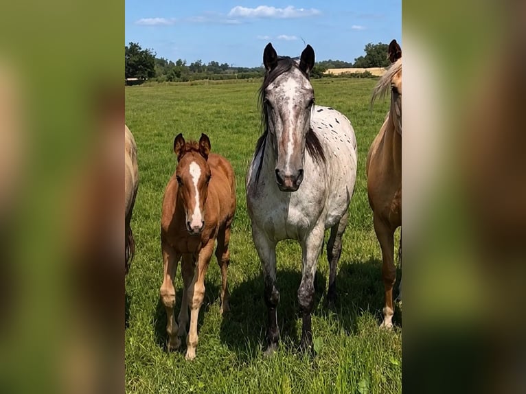 Knabstrup Jument 3 Ans 157 cm Léopard in Flarupholz