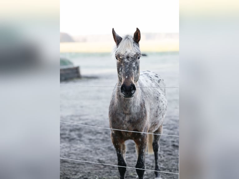 Knabstrup Jument 3 Ans 160 cm Léopard in Spreenhagen