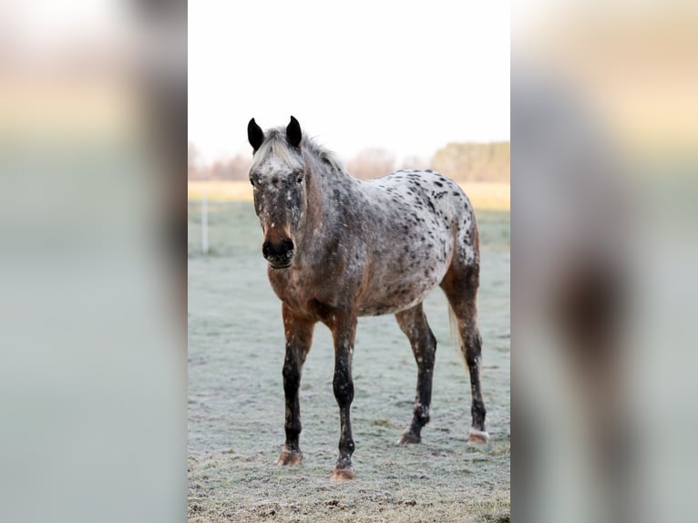 Knabstrup Jument 3 Ans 160 cm Léopard in Spreenhagen