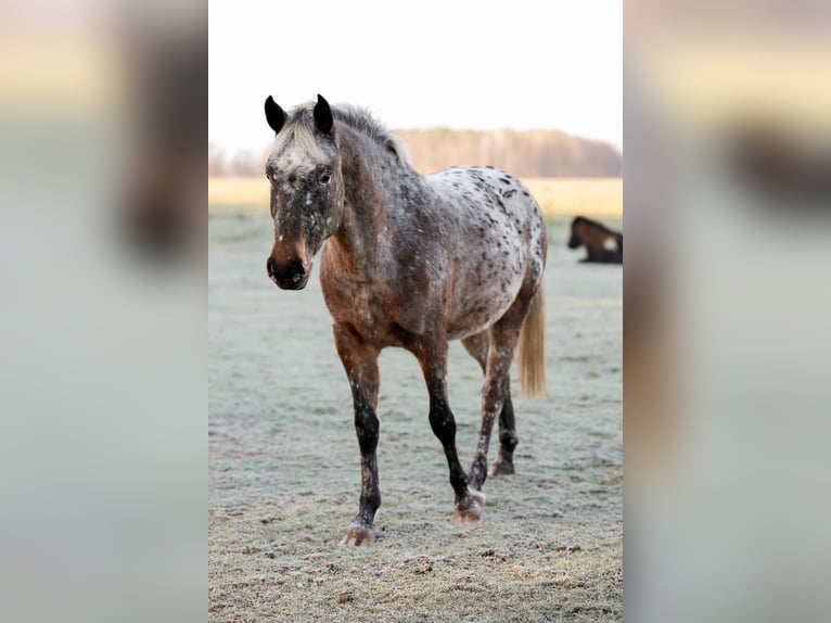 Knabstrup Jument 3 Ans 160 cm Léopard in Spreenhagen