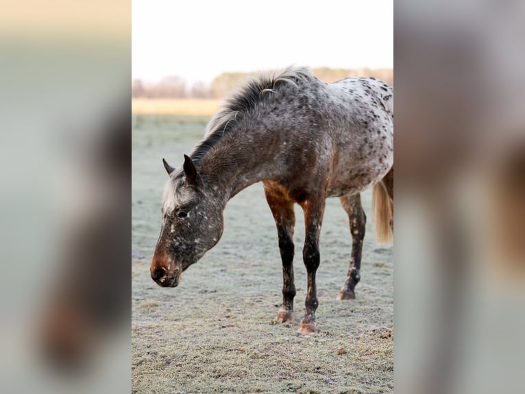 Knabstrup Jument 3 Ans 160 cm Léopard in Spreenhagen