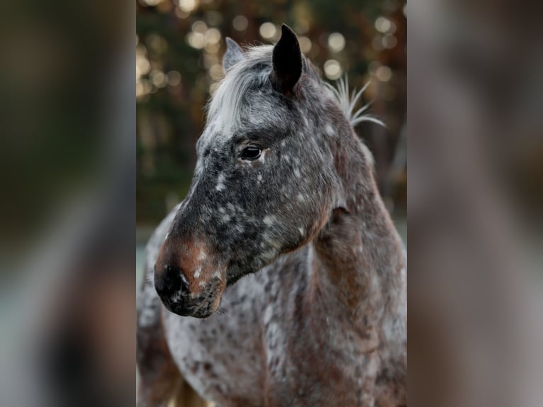 Knabstrup Jument 3 Ans 160 cm Léopard in Spreenhagen
