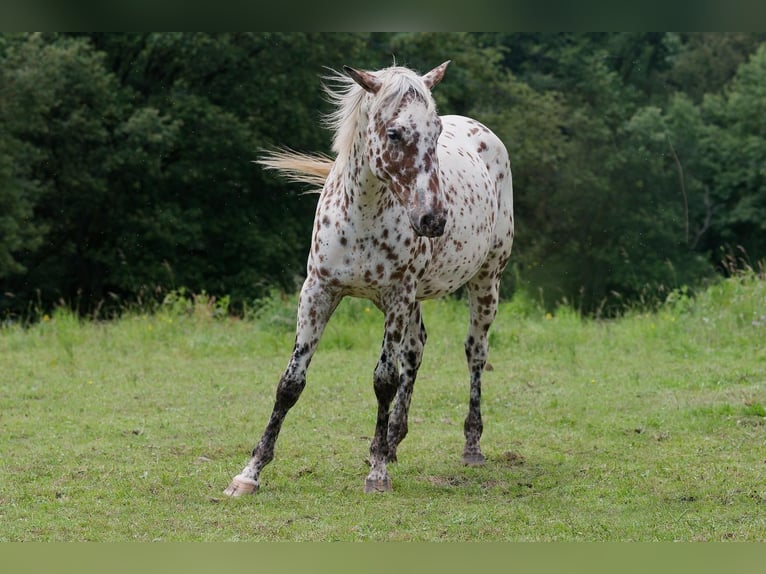 Knabstrup Jument 3 Ans 163 cm Léopard in Winden