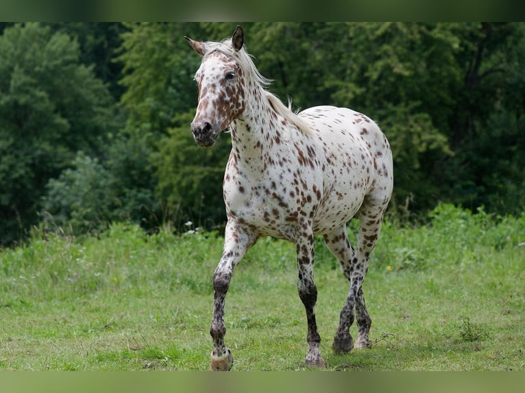 Knabstrup Jument 3 Ans 163 cm Léopard in Winden