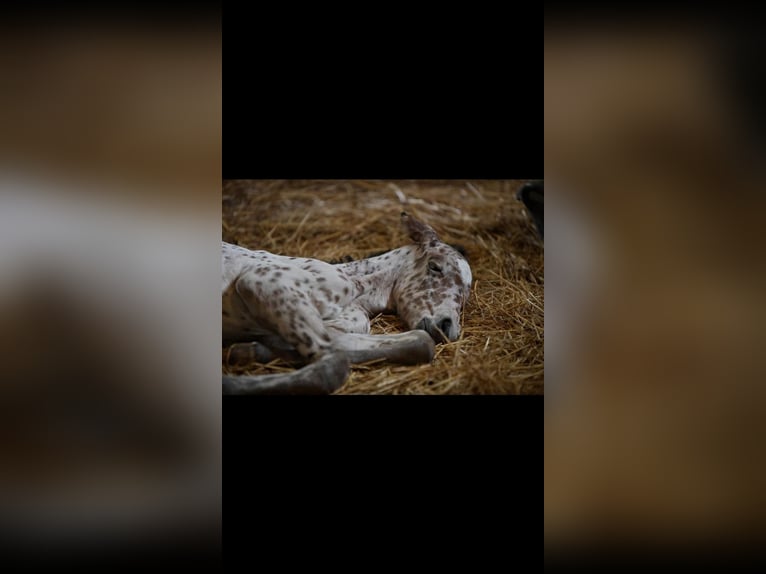 Knabstrup Jument 3 Ans 163 cm Léopard in Winden