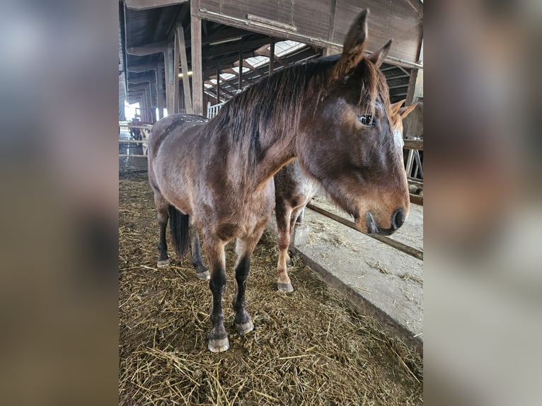 Knabstrup Croisé Jument 3 Ans in Klettgau