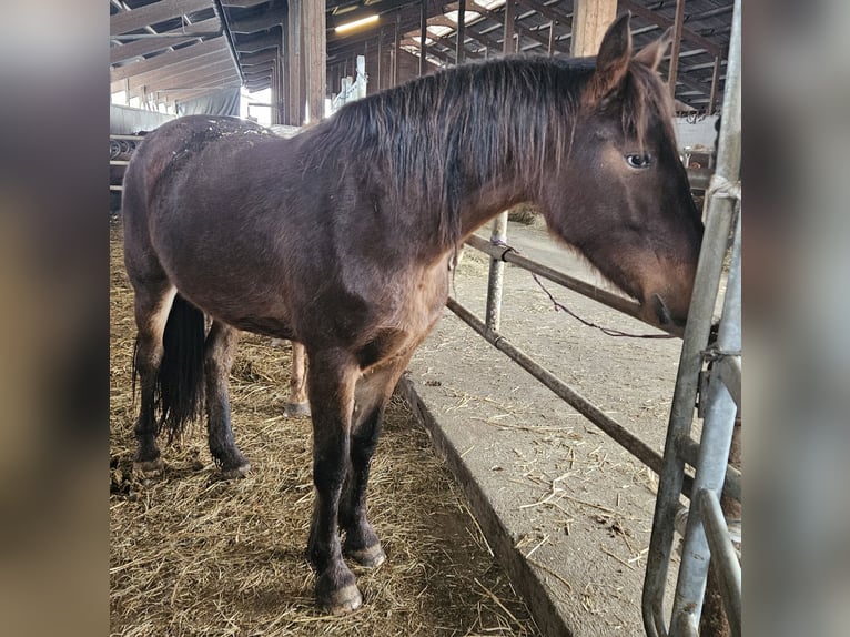 Knabstrup Croisé Jument 3 Ans in Klettgau