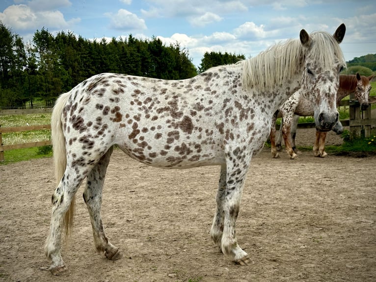 Knabstrup Jument 4 Ans 146 cm Léopard in Fredensborg