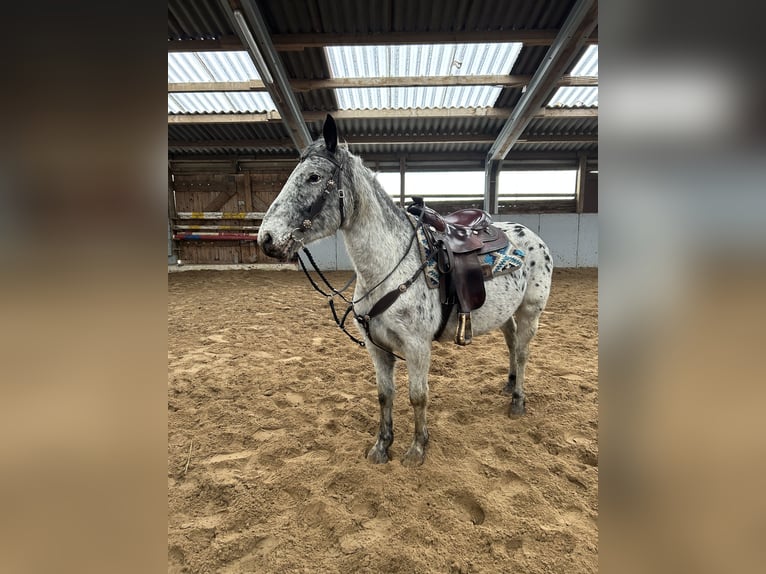 Knabstrup Jument 4 Ans 150 cm in Westoverledingen