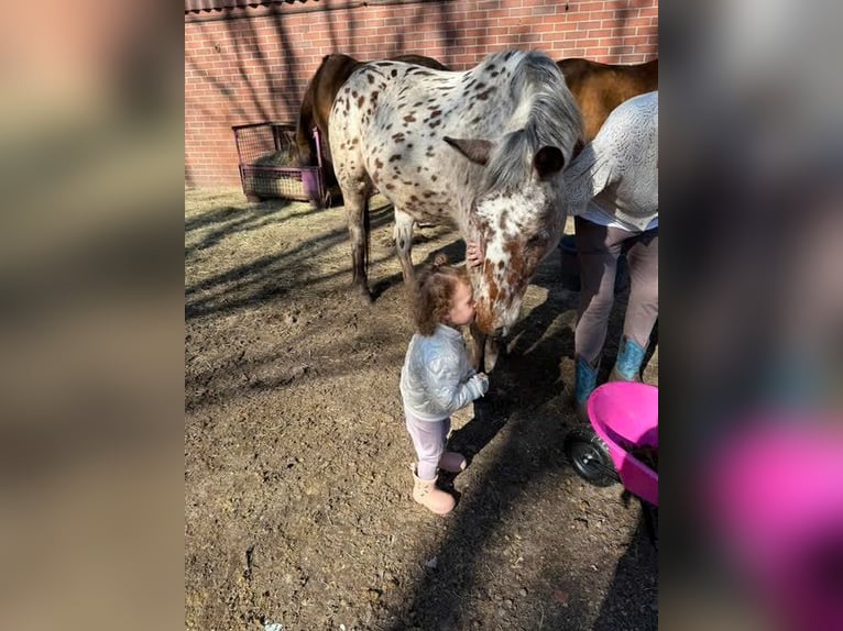 Knabstrup Jument 4 Ans 155 cm Léopard in Nordhorn