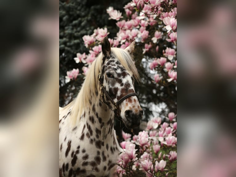 Knabstrup Jument 4 Ans 155 cm Léopard in Rehburg-Loccum