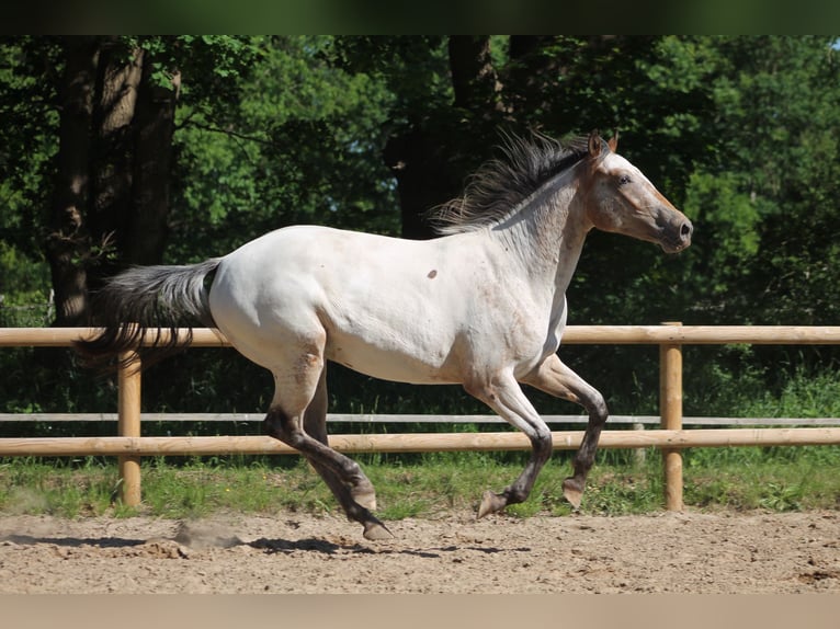 Knabstrup Jument 4 Ans 160 cm Léopard in Rickert