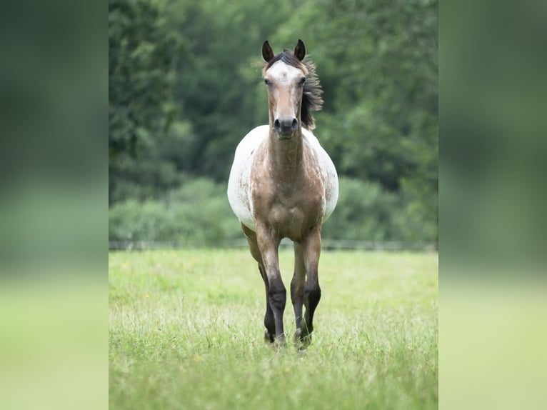 Knabstrup Jument 4 Ans 160 cm Léopard in Rickert