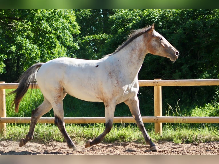 Knabstrup Jument 4 Ans 160 cm Léopard in Rickert