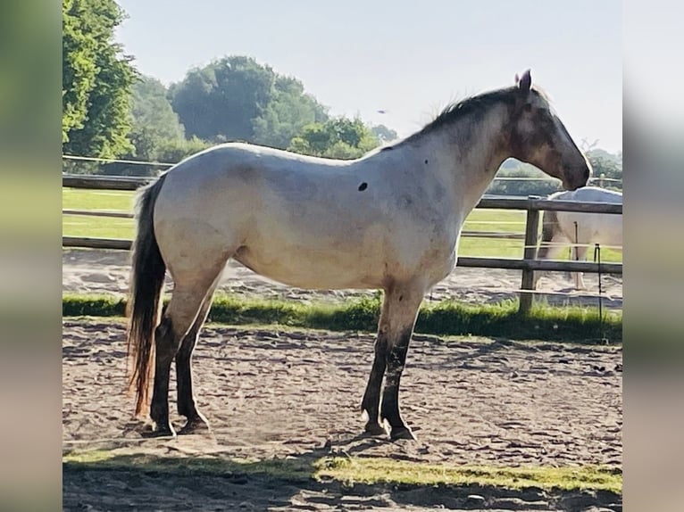 Knabstrup Jument 4 Ans 160 cm Léopard in Rickert