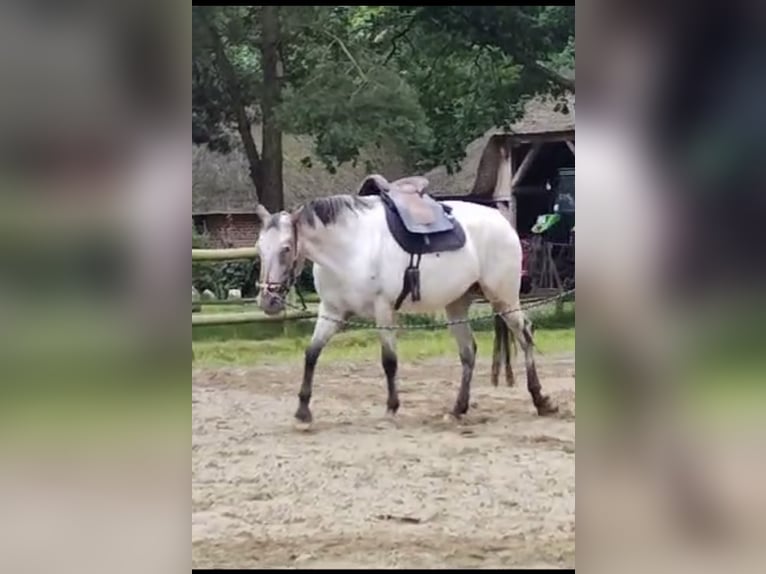 Knabstrup Jument 4 Ans 160 cm Léopard in Rickert