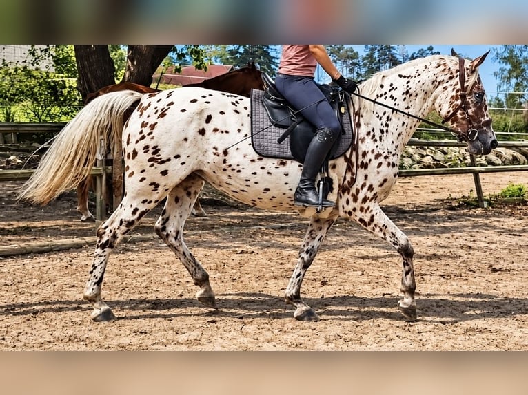 Knabstrup Jument 4 Ans 165 cm Léopard in Nittenau