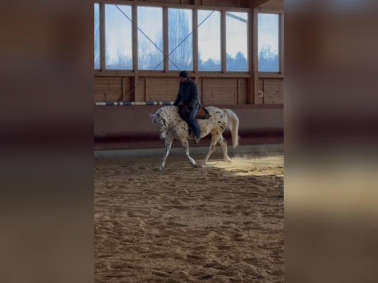 Knabstrup Jument 5 Ans 156 cm Léopard in Achstetten