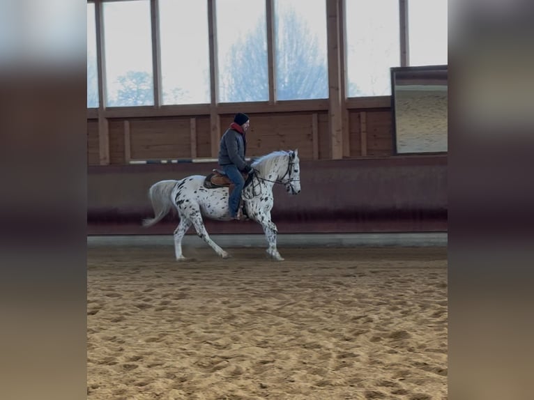 Knabstrup Jument 5 Ans 156 cm Léopard in Achstetten